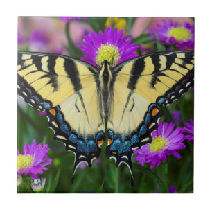 Swallowtail Butterfly on daisy Tile