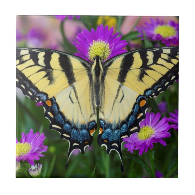 Swallowtail Butterfly on daisy Tile (Front)