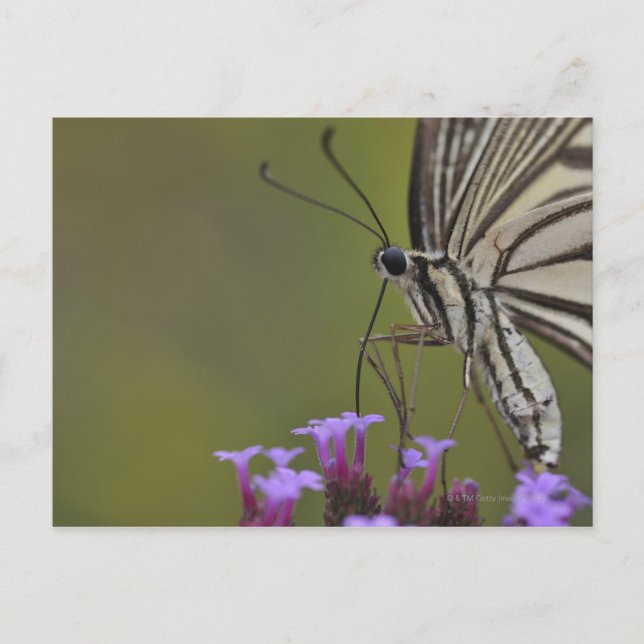 Swallowtail Butterfly on flower, Chiba Postcard (Front)