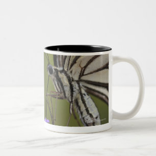 Swallowtail Butterfly on flower, Chiba Two-Tone Coffee Mug