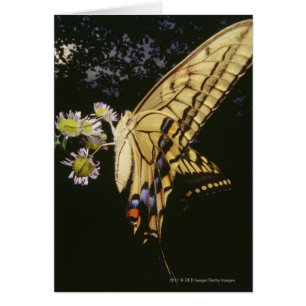 Swallowtail Butterfly on flower, close up