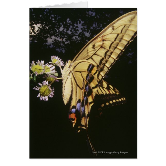 Swallowtail Butterfly on flower, close up (Front)