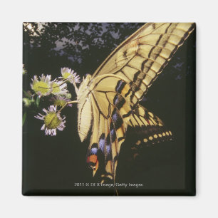 Swallowtail Butterfly on flower, close up Magnet