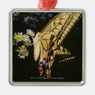 Swallowtail Butterfly on flower, close up Metal Ornament