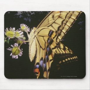 Swallowtail Butterfly on flower, close up Mouse Pad
