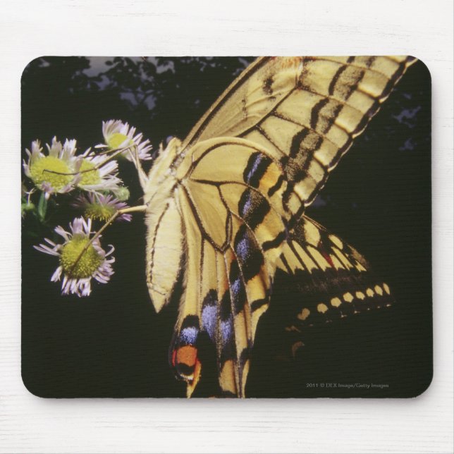 Swallowtail Butterfly on flower, close up Mouse Pad (Front)