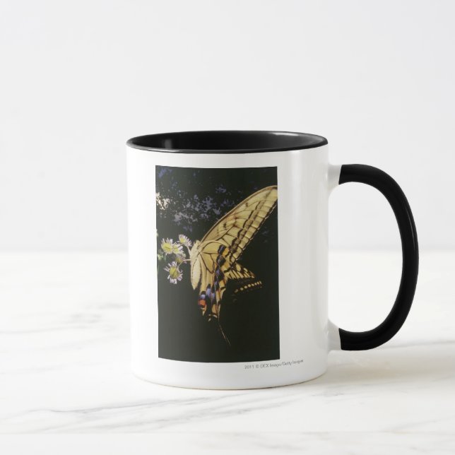 Swallowtail Butterfly on flower, close up Mug (Right)