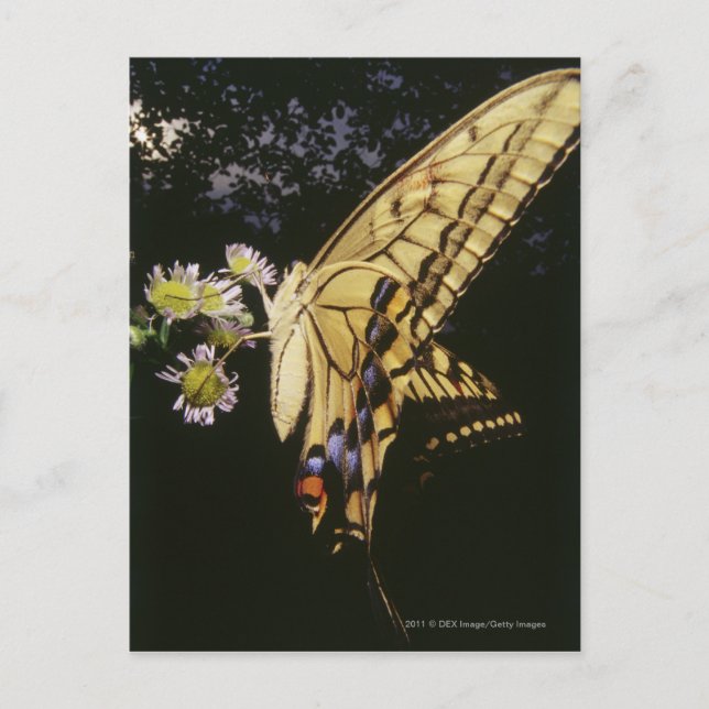 Swallowtail Butterfly on flower, close up Postcard (Front)