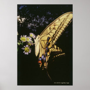 Swallowtail Butterfly on flower, close up Poster