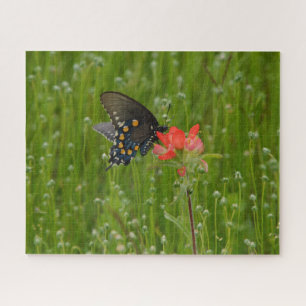 Swallowtail Butterfly on Indian Paintbrush Flower Jigsaw Puzzle
