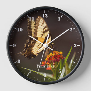 Swallowtail butterfly on milkweed flower clock