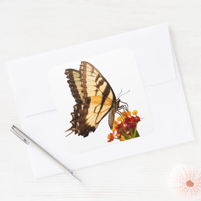 Swallowtail butterfly on milkweed flower square sticker (Envelope)