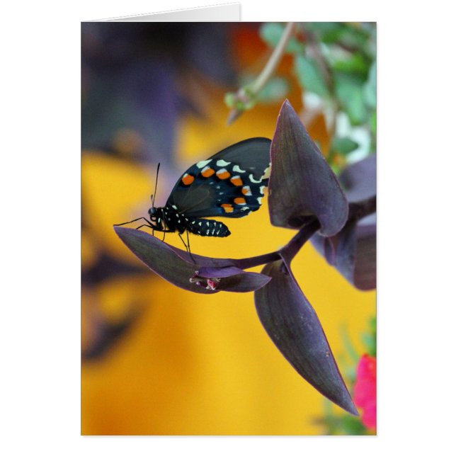 Swallowtail Butterfly on purple bloom (Front)
