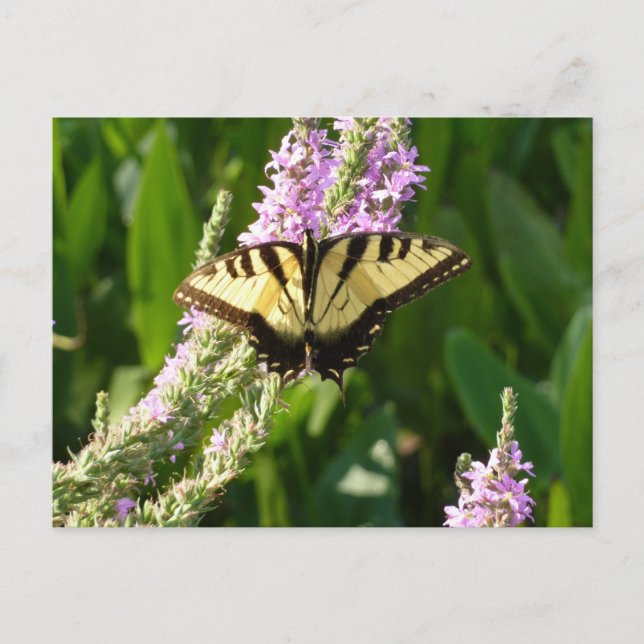 Swallowtail Butterfly on Purple Wildflowers Postcard (Front)