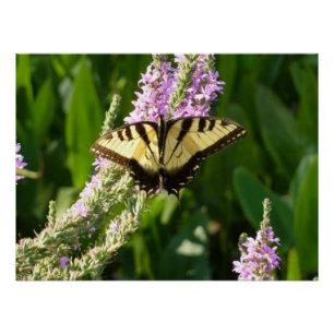 Swallowtail Butterfly on Purple Wildflowers Poster