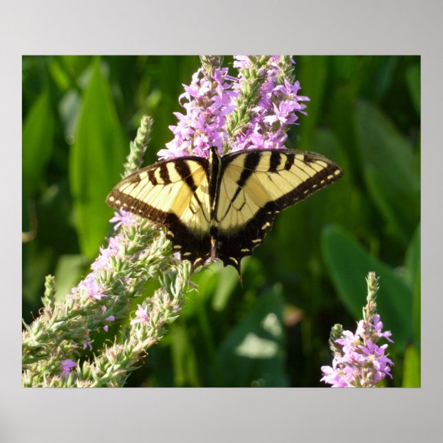 Swallowtail Butterfly on Purple Wildflowers Poster (Front)