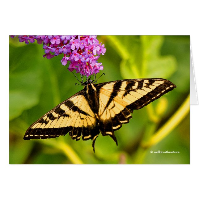 Swallowtail Butterfly on the Butterfly Bush (Front Horizontal)