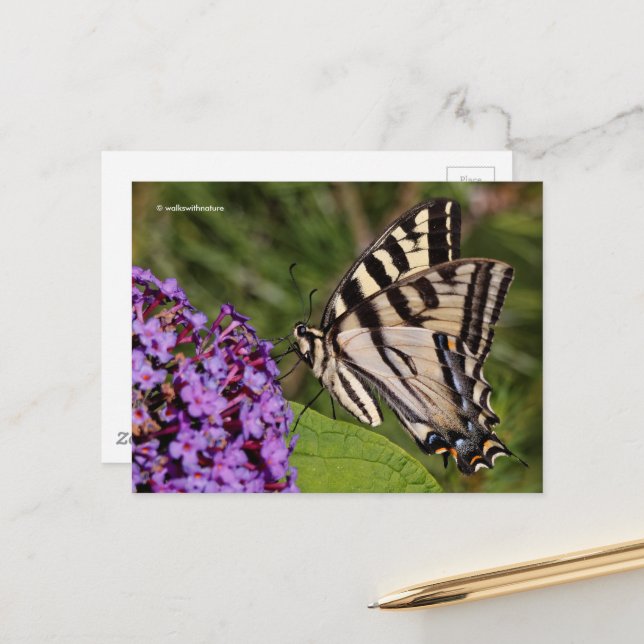 Swallowtail Butterfly on the Butterfly Bush Postcard (Front/Back In Situ)