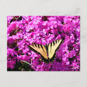Swallowtail butterfly on top of flowers postcard
