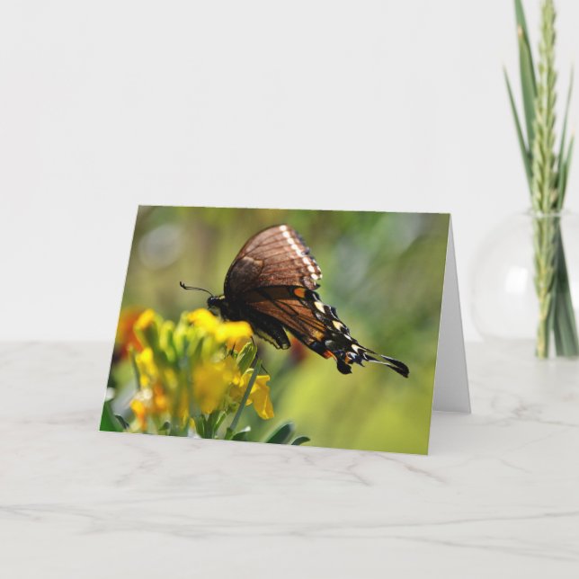 Swallowtail Butterfly on Wildflower Note Card (Front)