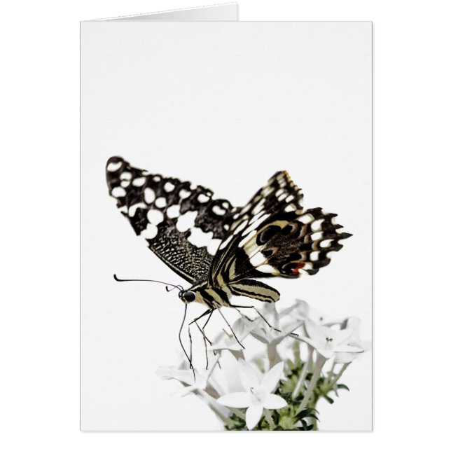Swallowtail Butterfly Perched in white (Front)