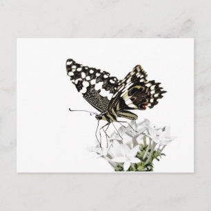 Swallowtail Butterfly Perched in white Postcard