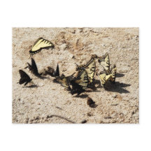 Swallowtail Butterfly