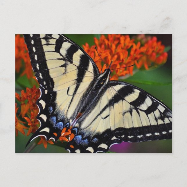 Swallowtail Butterfly Postcard (Front)