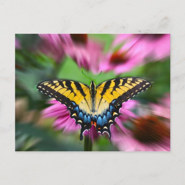 Swallowtail Butterfly Postcard (Front)