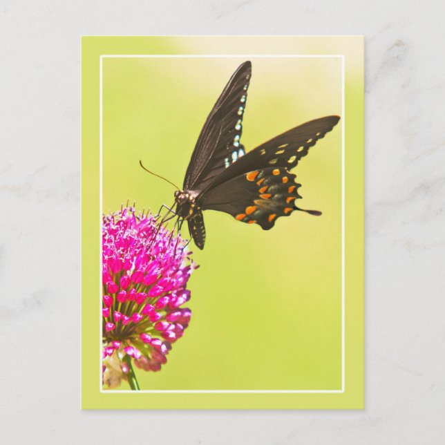 Swallowtail Butterfly Postcard (Front)