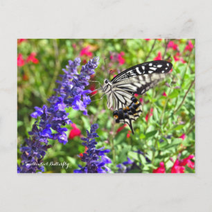 Swallowtail Butterfly [Postcard] Postcard