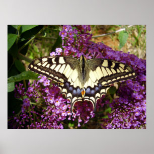 Swallowtail Butterfly Poster