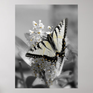 Swallowtail Butterfly Poster