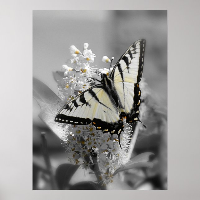 Swallowtail Butterfly Poster (Front)