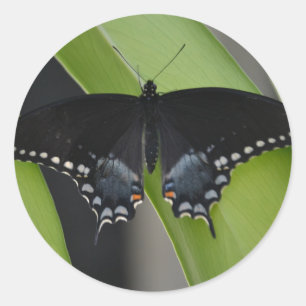 Swallowtail Butterfly Sticker