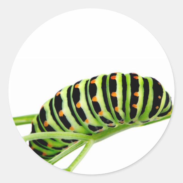 Swallowtail caterpillar classic round sticker (Front)
