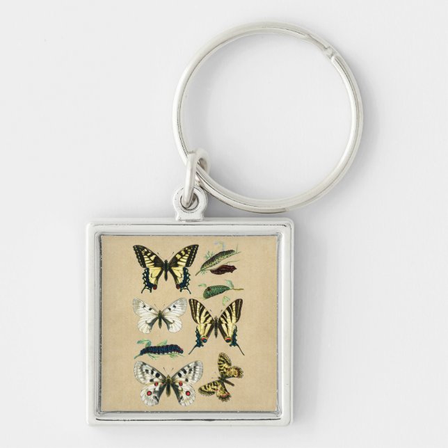 Swallowtail Caterpillars, Butterflies and Moths Key Ring (Front)