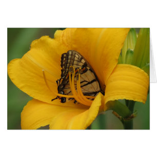 Swallowtail Lily - Butterfly