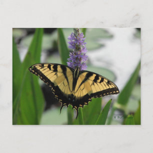 Swallowtail on Pickerel-weed Postcard