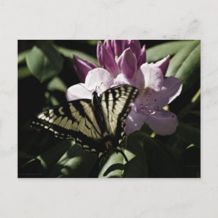 Swallowtail & Rhododendron Postcard