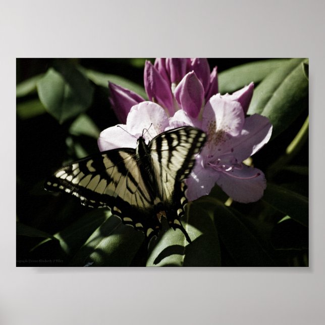 Swallowtail & Rhododendron Print (Front)