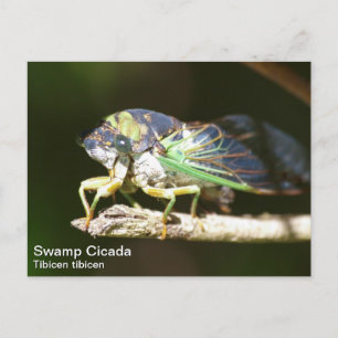Swamp Cicada Postcard