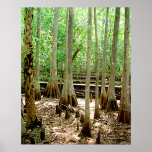 Swamp Cypress Trees Forest Poster