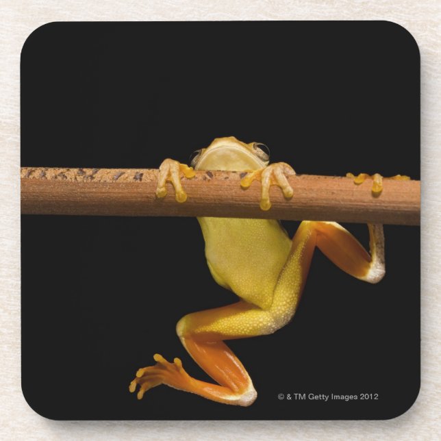 Swamp frog (Limnonectes Leytensis) Coaster (Front)