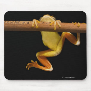 Swamp frog (Limnonectes Leytensis) Mouse Pad