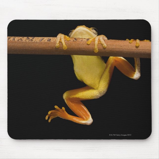 Swamp frog (Limnonectes Leytensis) Mouse Pad (Front)