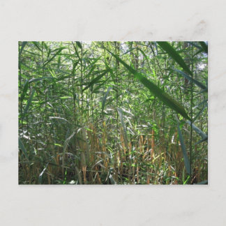 swamp grass postcard
