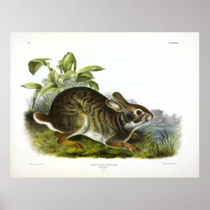 Swamp Hare (Swamp Rabbit) by Audubon Poster