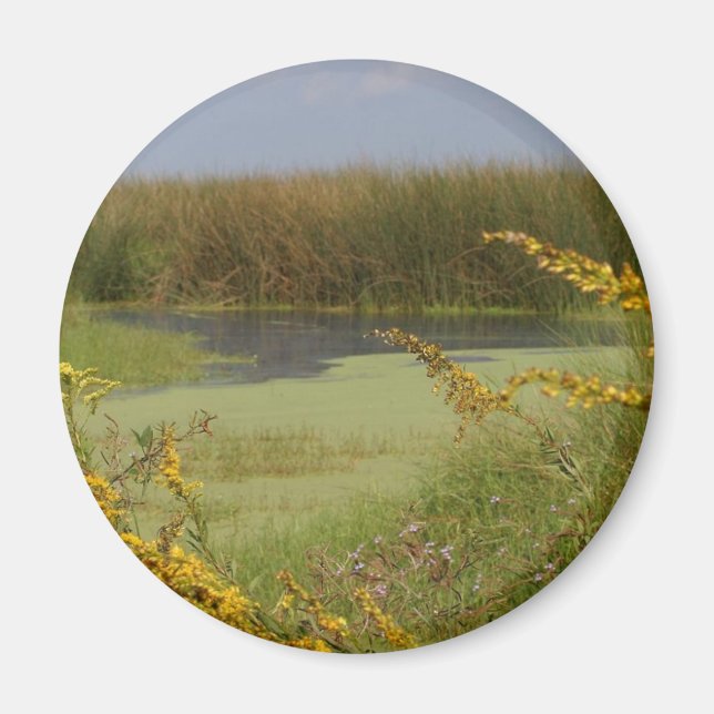 Swamp In Louisiana Magnet (Front)