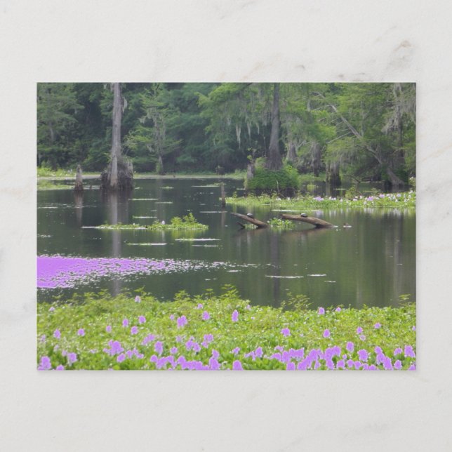 Swamp in purple postcard (Front)